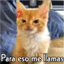 Para eso me llamas