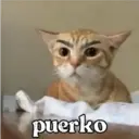 puerko