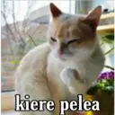 kiere pelea
