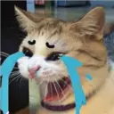 Gatos Enojados 10