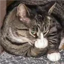 Gatos Enojados 23