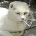Gatos Enojados 17